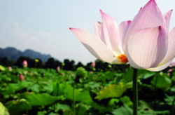莲花娱乐场,奢华体验，尽享欢乐时光