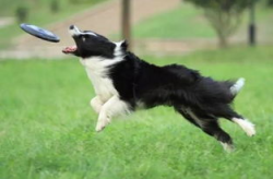 怎样训练边境牧羊犬,从基础到进阶的全面指导